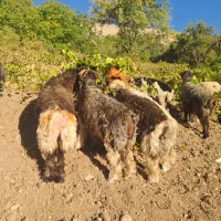 کوه ماده بختیاری