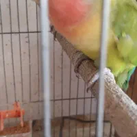 کوتوله برزیلی ماده تخمگذار