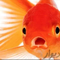 پخش وعمده ماهی قرمز عید