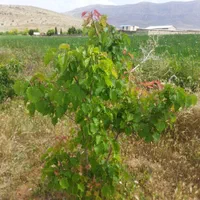 باغ حسین اباد بیضا