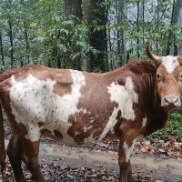 گاو شکم دار با گوساله