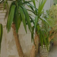 یوکا