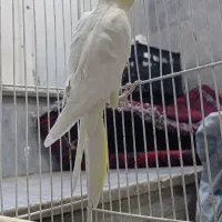 جفت عروس هلندی