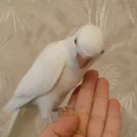 راهب نر بالغ|پرنده|کهریزک, |دیوار