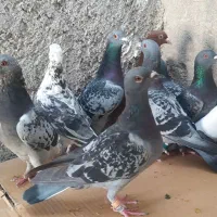 ده کبوتر پلاکی