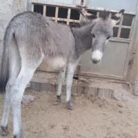 فروش کره خر( الاغ )