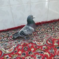 کبوتر پلاکی اصیل