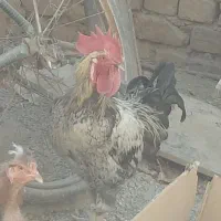 خروس