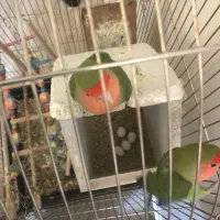 سه تا طوطی برزیلی با قفس و تخم|پرنده|مشهد, تربیت (صدف)|دیوار