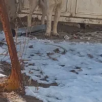 وگذاری رایگان