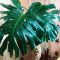 فروش باغ ۴۶۰۰ متر