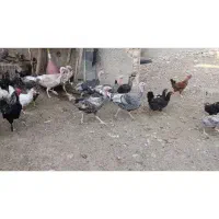 فروش بوقلمون|حیوانات مزرعه|فسا, |دیوار