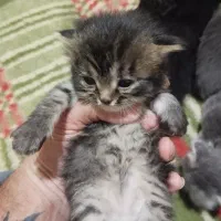واگذاری بچه گربه