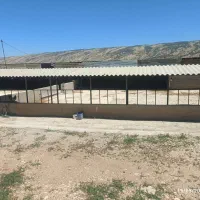 اجاره-گاوداری