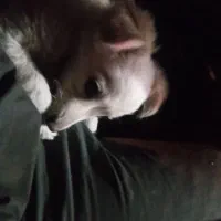 توله پامر اشپیتز