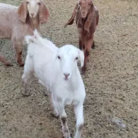 سه عدد کولار بزغاله پاکستانی اصل تکه خورده