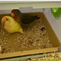 طوطی برزیلی