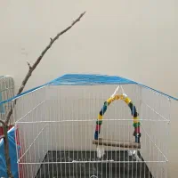 قفس عروس هلندی و طوطی برزیلی