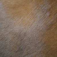 کیف چرم گاو میش دست دوخت|کیف، کفش، کمربند|قم, بکایی|دیوار