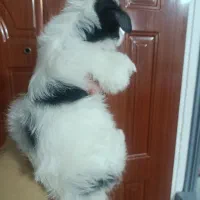 شیتزو|سگ|مشهد, رده|دیوار