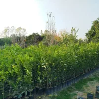 فروش نهال پچ درجه یک|حراج|آکند, |دیوار