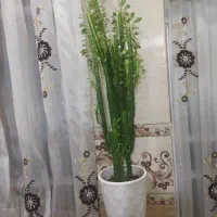 گل آفربیا
