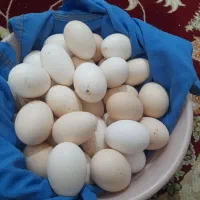 تخم مرغ محلی تازه نطفه دار