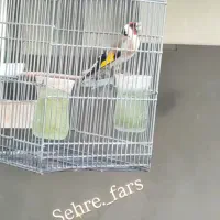 سهرهنرسرسیاه|پرنده|شیراز, لاله|دیوار