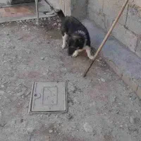 پاکوتاه|سگ|ملکان, |دیوار