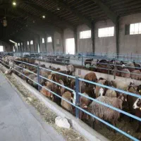 کارگر آقا دامداری