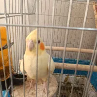 طوطی عروس