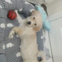 توله 3ماهه تریر