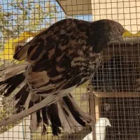 کبوترسورورانباری|پرنده|تهران, نازیآباد|دیوار