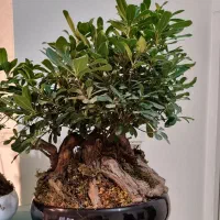 گل بنسای آپارتمانی|گل و گیاه طبیعی|کرج, آق تپه|دیوار