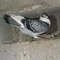 نر مست|پرنده|گرمی, |دیوار