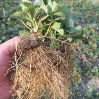 نشا پاروس|گل و گیاه طبیعی|سروآباد, |دیوار