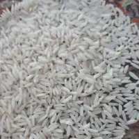 برنج هاشمی امساله