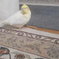 عروس هلندی دستی