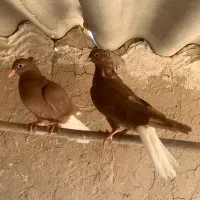 جوجه سرخ دم سفید مهر|پرنده|قم, حنیف نژاد|دیوار