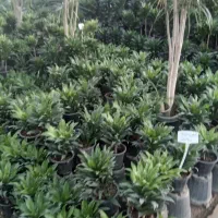 خدمات باغبانی