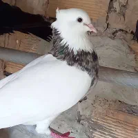 سلام یک جفت طوقی تمییز به شرط تخم آماده گرم کردن|پرنده|بندر ماهشهر, |دیوار