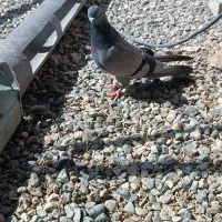 یه جفت سبز اصیل|پرنده|ریگان, |دیوار