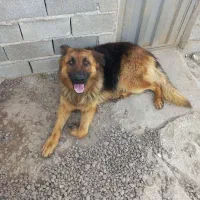 ژرمن ۲ساله نر|سگ|لاهیجان, گلستان|دیوار