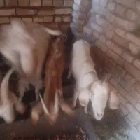 چندتابز