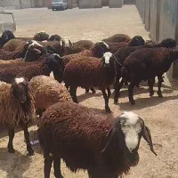 35 بره شالی وافشاری همه نره