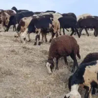 بره قوچ غزل