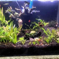 اکواریوم گیاه پلنت|ماهی|ملایر, |دیوار