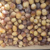 خرما هلیله تازه