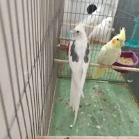 جفت عروس هلندی دوکت آلبینو سخنگو رو تخم|پرنده|بوکان, |دیوار