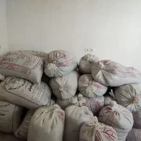 فروش گندم ازادگان